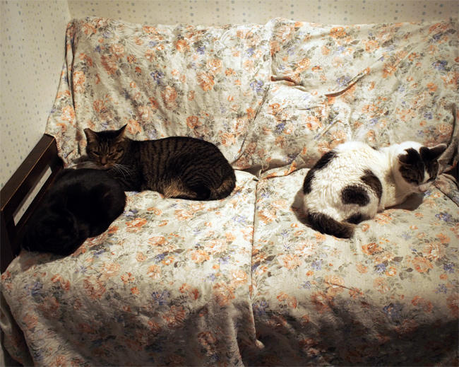 Ｎｈａ Ｃｏｎ Ｍｅｏ風太君3992.jpg