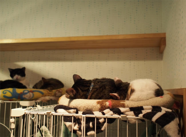 保護猫カフェＮｈａ Ｃｏｎ Ｍｅｏ様猫さん3993.jpg