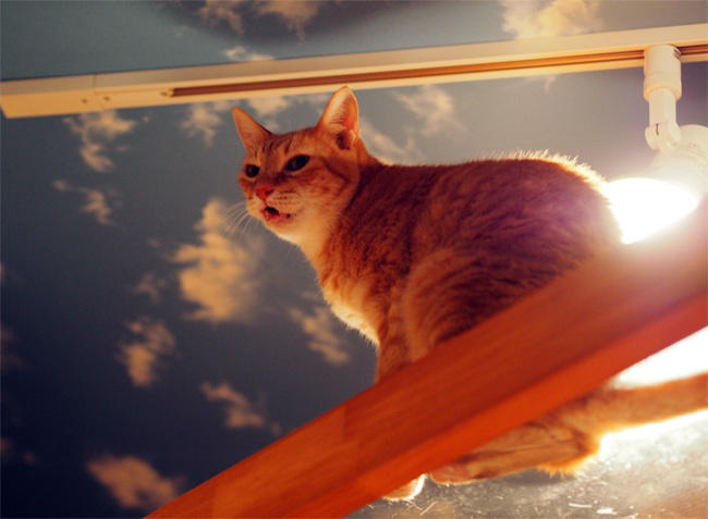 保護猫カフェＮｈａ Ｃｏｎ Ｍｅｏ様猫さん3994.jpg