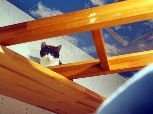 保護猫カフェＮｈａ Ｃｏｎ Ｍｅｏ様猫さん3995.jpg