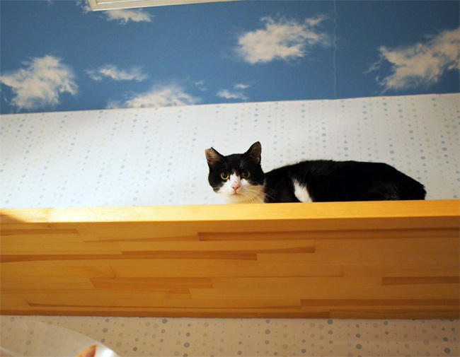 保護猫カフェＮｈａ Ｃｏｎ Ｍｅｏ様猫さん3996.jpg