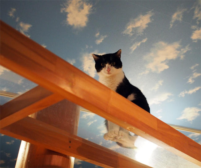 保護猫カフェＮｈａ Ｃｏｎ Ｍｅｏ様猫さん3997.jpg