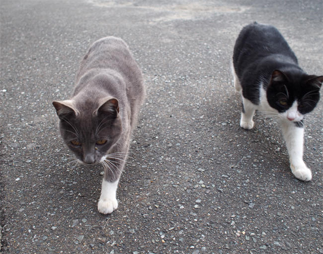 渡船場の猫さん4000.jpg