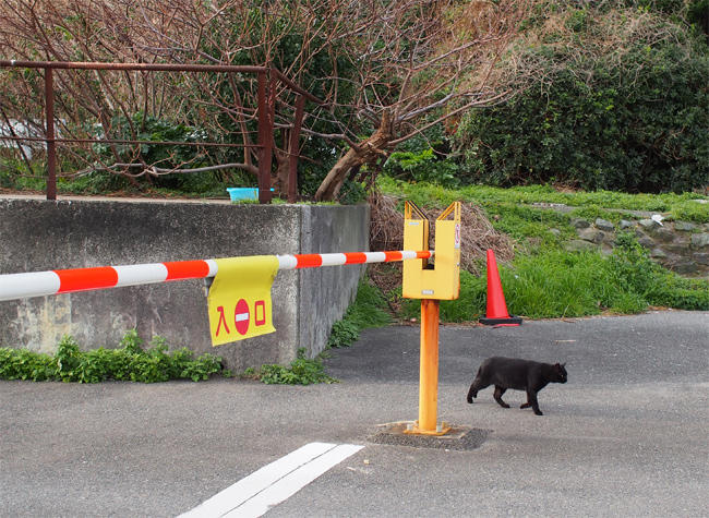 駐車場猫さん4010.jpg