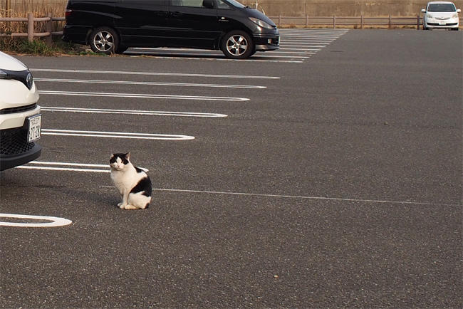 駐車場猫さん4014.jpg