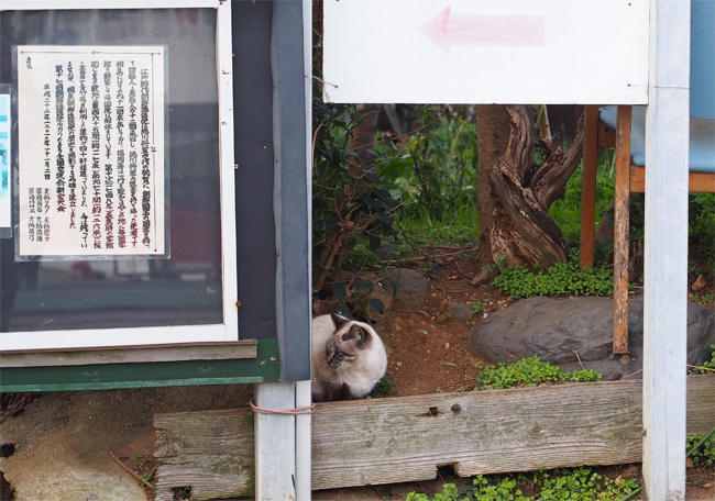 相島猫さん4026.jpg