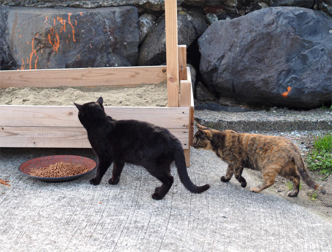 相島猫さん4028.jpg