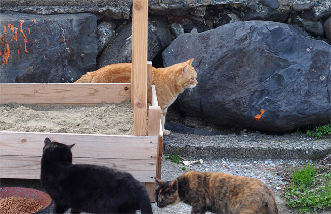 相島猫さん4029.jpg
