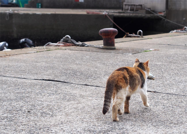 相島 お魚咥えた猫さん4038.jpg