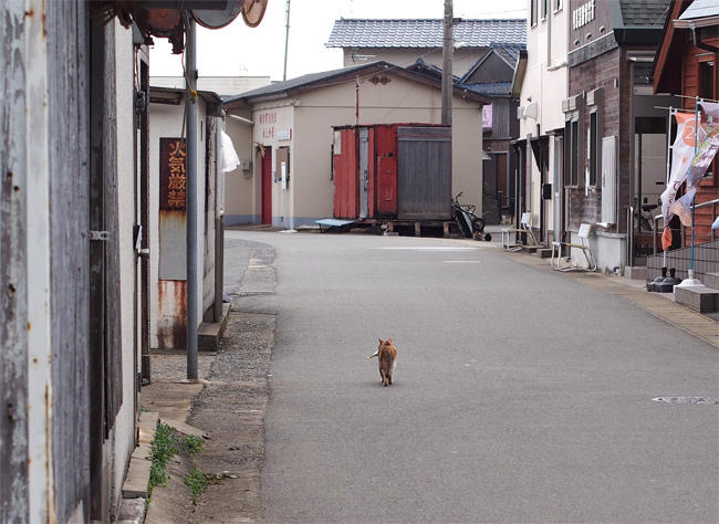 相島 お魚咥えた猫さん4040.jpg