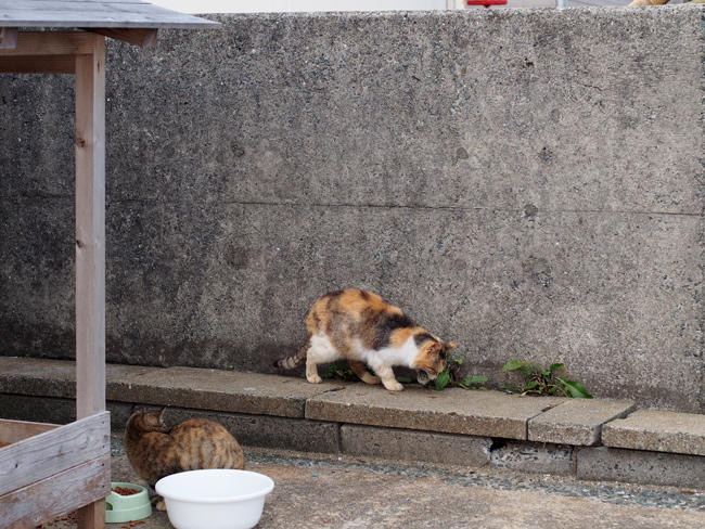 相島 お魚咥えた猫さん4042.jpg