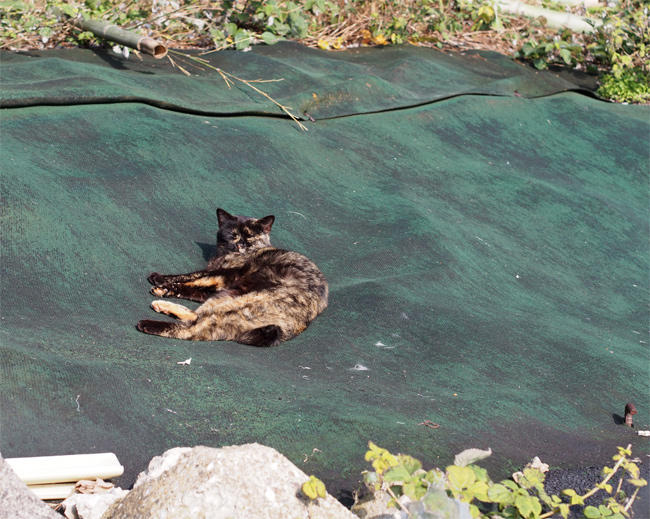 相島猫さん4045.jpg