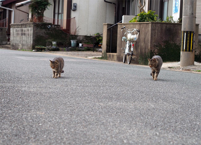 相島猫さん4053.jpg
