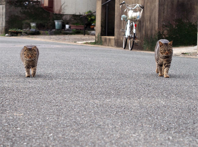 相島猫さん4054.jpg