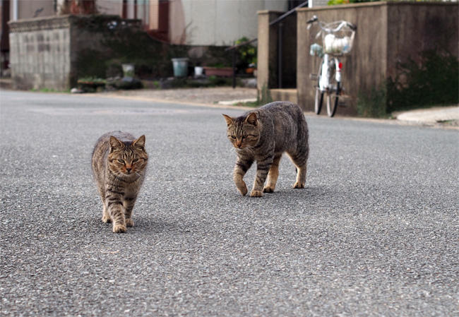 相島猫さん4055.jpg