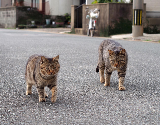 相島猫さん4057.jpg