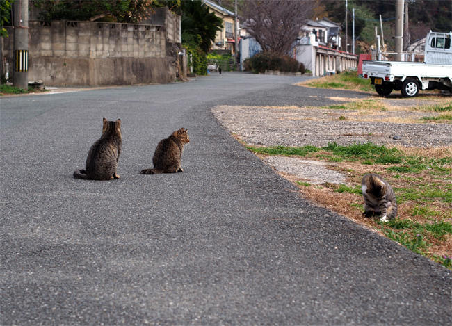 相島猫さん4058.jpg