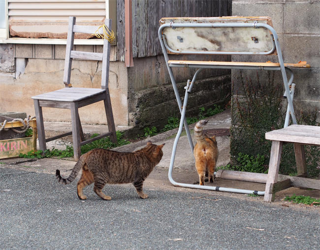 相島猫さん4061.jpg