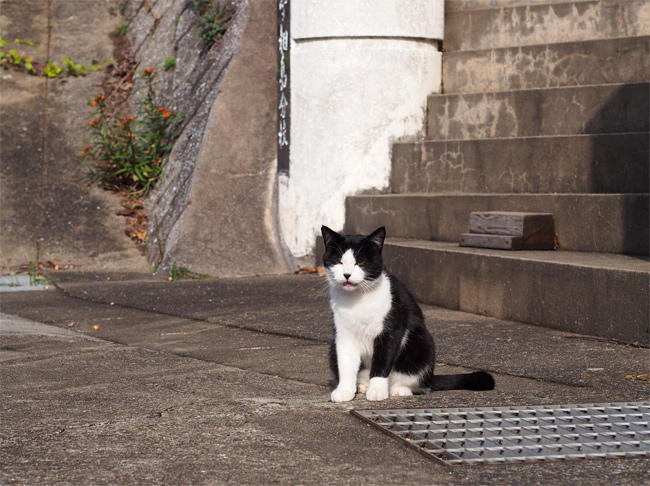 相島猫さん4065.jpg
