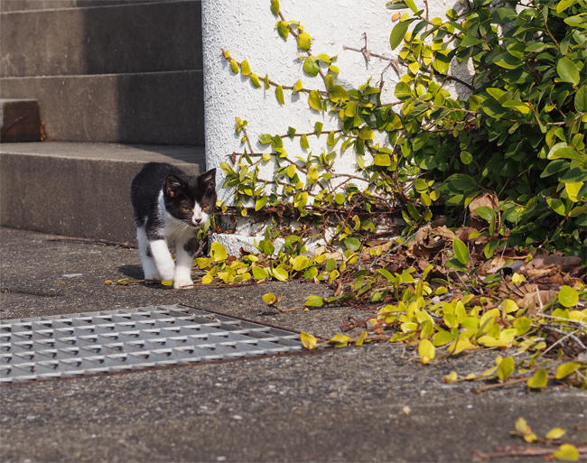 相島猫さん4068.jpg
