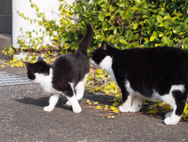 相島猫さん4072.jpg