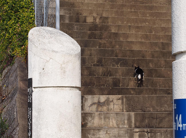 相島猫さん4074.jpg