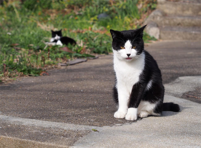 相島猫さん4076.jpg