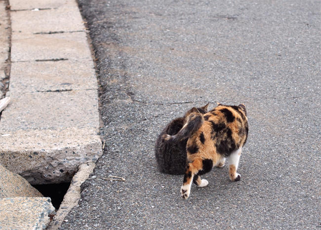 相島猫さん4080.jpg