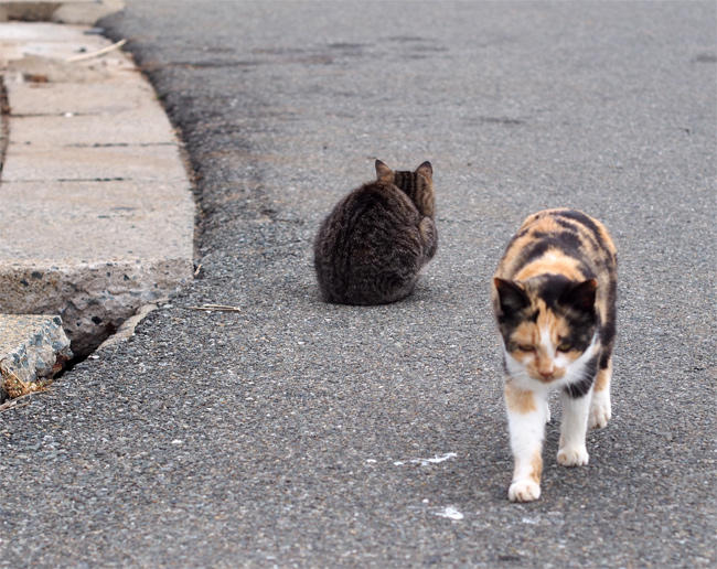 相島猫さん4083.jpg