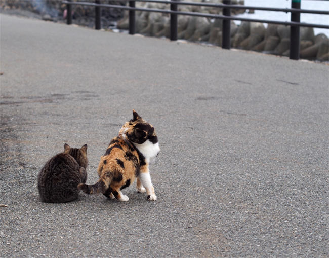 相島猫さん4084.jpg