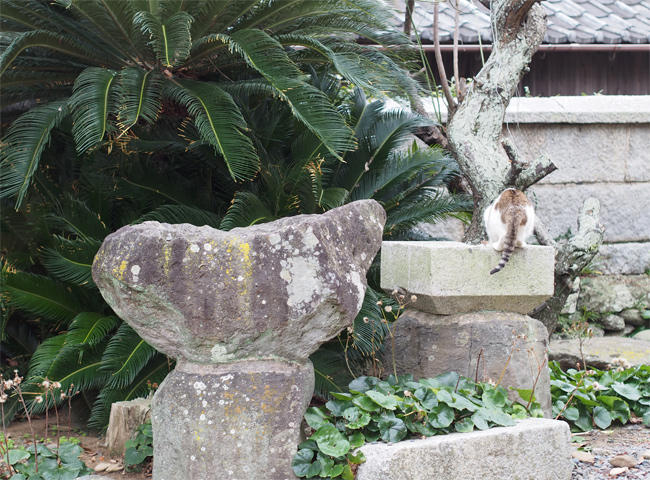 相島神社猫さん4086.jpg