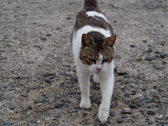 相島神社猫さん4088.jpg