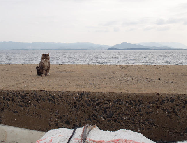 相島猫さん4092.jpg