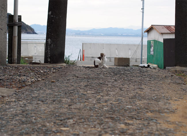相島神社猫さん4093.jpg