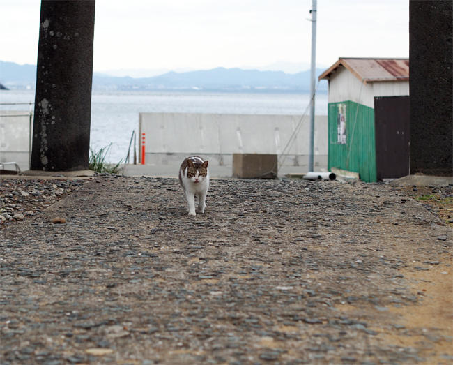 相島神社猫さん4094.jpg