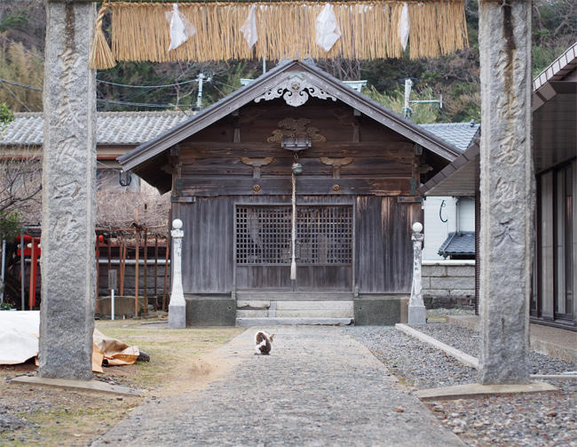 相島神社猫さん4097.jpg