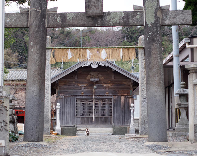 相島神社猫さん4098.jpg