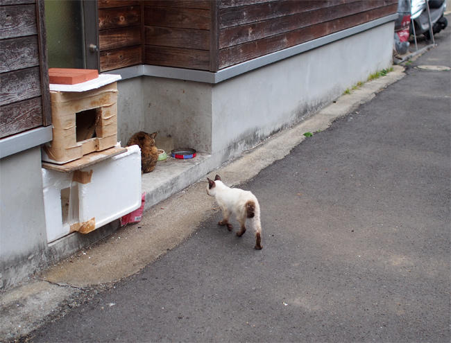 相島猫さん4099.jpg