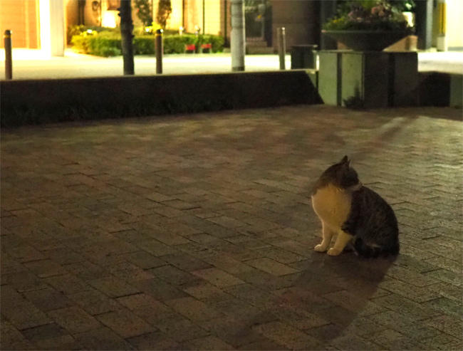 夜の猫集会4156.jpg