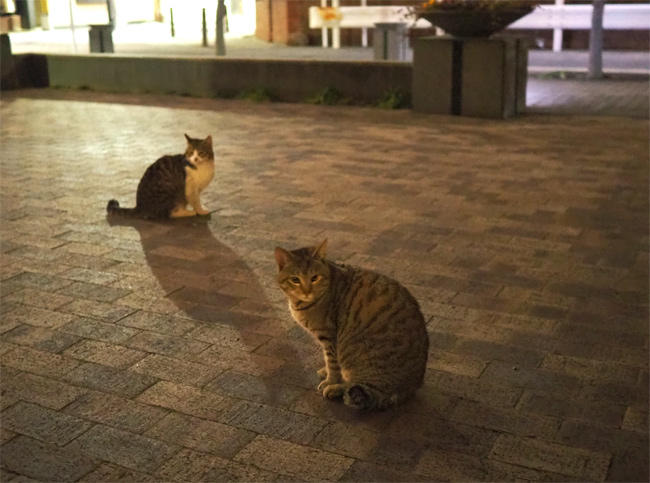 夜の猫集会4160.jpg