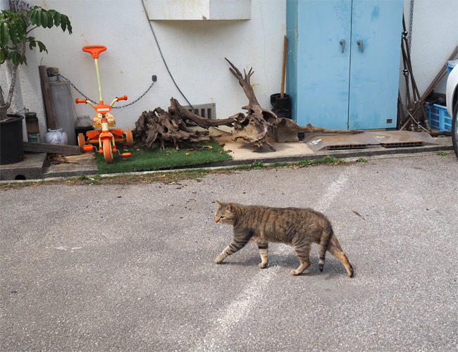 沖縄猫さん4183.jpg