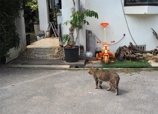 沖縄猫さん4184.jpg