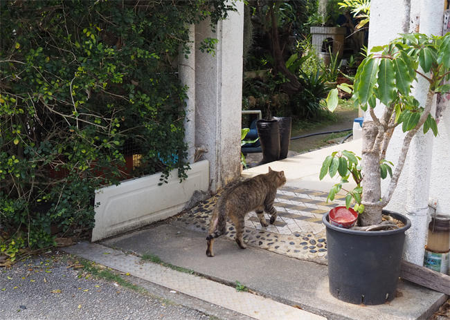沖縄猫さん4185.jpg