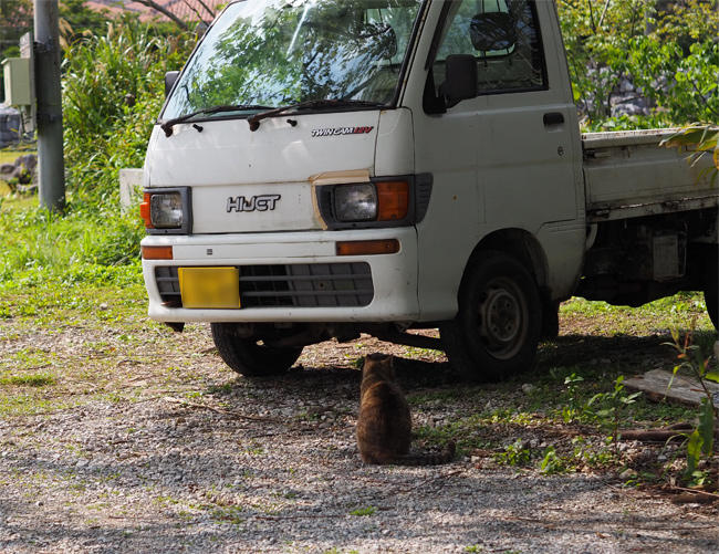 世界遺産猫さん4194.jpg