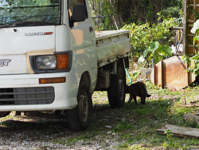 世界遺産猫さん4195.jpg