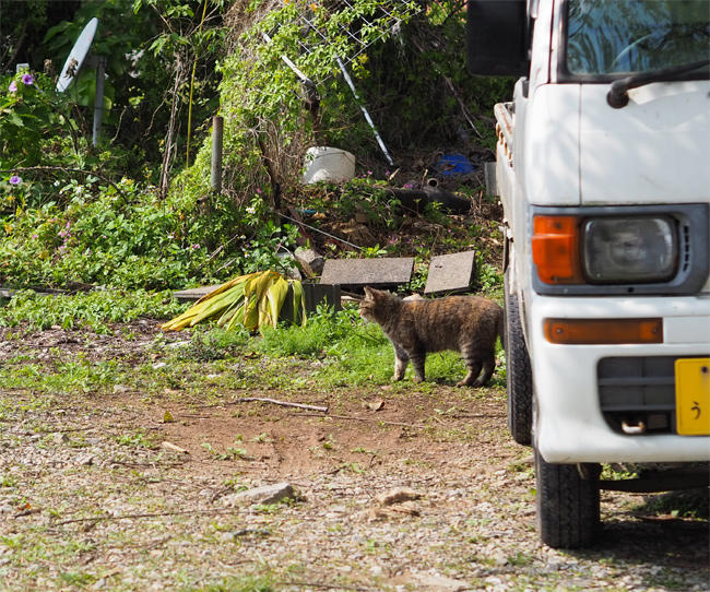 世界遺産猫さん4196.jpg