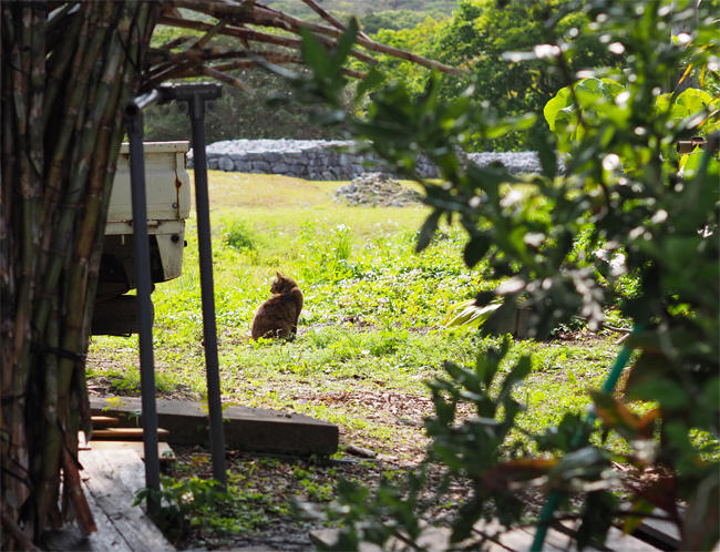 世界遺産猫さん4197.jpg