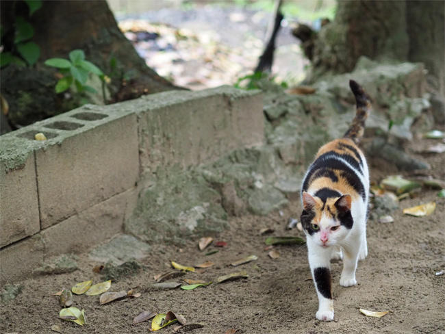 沖縄並木猫さん4210.jpg