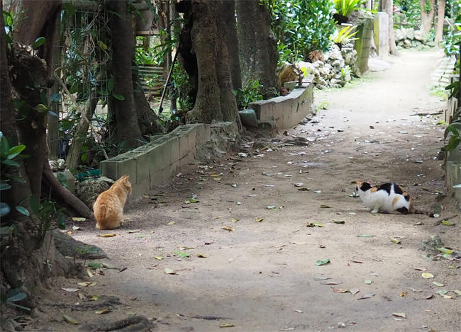 沖縄並木猫さん4211.jpg