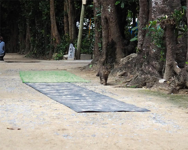 沖縄並木猫さん4212.jpg